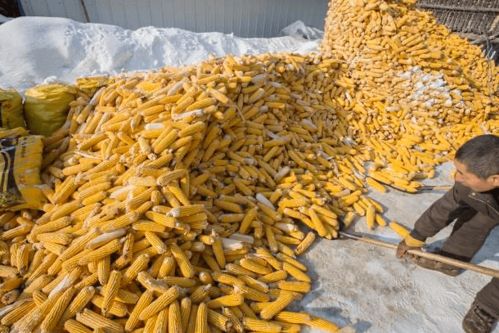 年前玉米购销转淡,年后能等来涨价吗 年后玉米有3个 分化