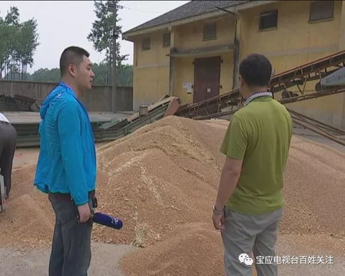 今日视点 夏粮收购正式启动,好品种确保丰收年