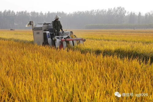 被拼命赚钱撕裂的中国农业 如何去改变