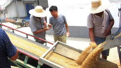 粮库门前排长队 杜绝“人情粮”彰显粮食收购公平